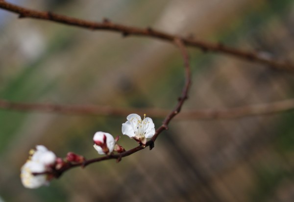 spring apricot blossom