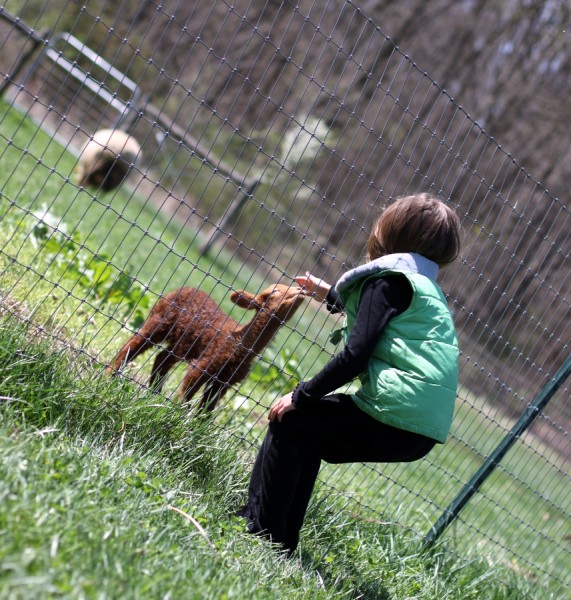 girl petting baby lamb