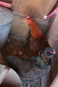 hens guarding eggs