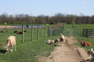 goats cows grazing
