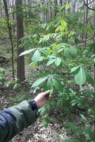 buckeye tree leaves