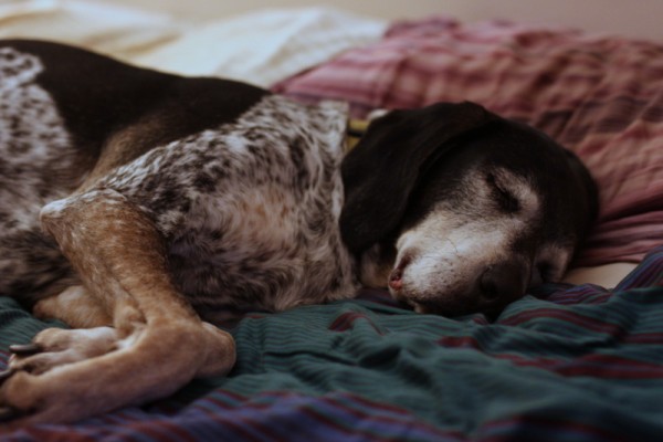 old coon hound dog sleeping