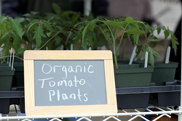 organic tomato seedlings