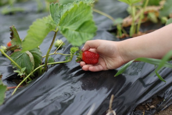 child picking strawberry