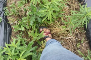 foot in the weeds