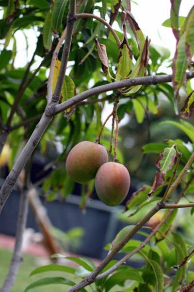 ripe mangos hanging from tree