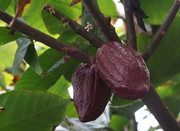 hawaiian cacao chocolate farm tour