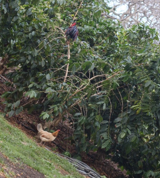 chicken roosting in coffee tree