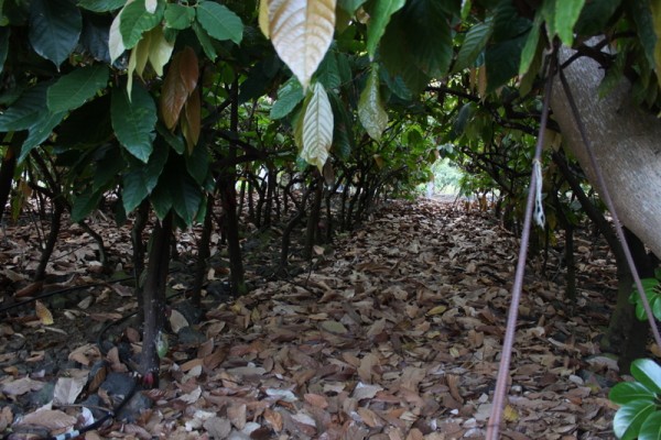 looking through cacao tree rows