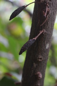 culled cacao pod