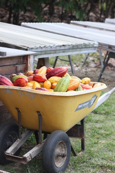 wheelbarrow full of ripe cacao pods