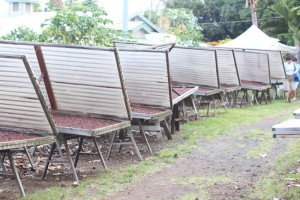 cacao drying racks