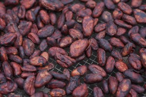 dried cacao beans