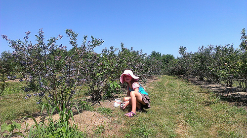 blueberry picking at berryfield farm ceterburg oh