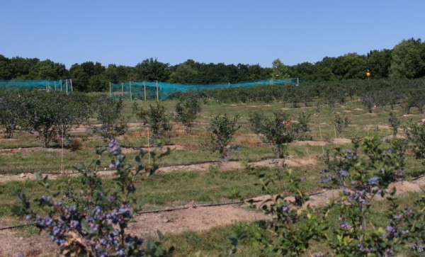 bird netting over blueberry bushes