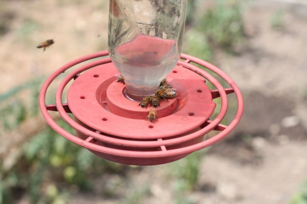 honey bees drinking from hummingbird feeder