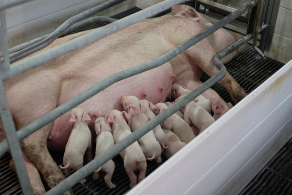 piglets nursing in farrowing farm tour