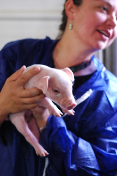 rachel holding piglet