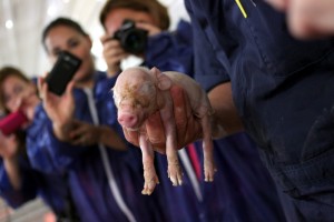 newborn piglet