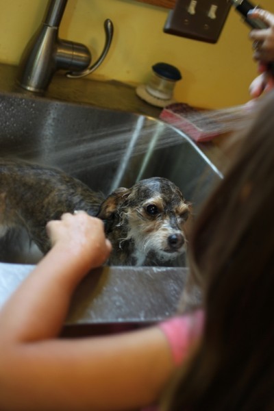 spraying down little dog in sink