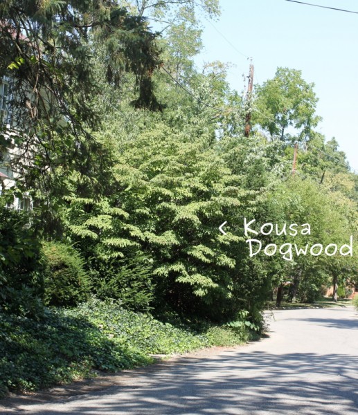 kousa dogwood tree 