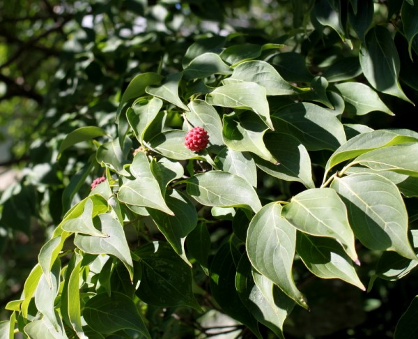 kousa fruit on dogwood tree