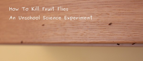 how to kill kitchen fruit flies