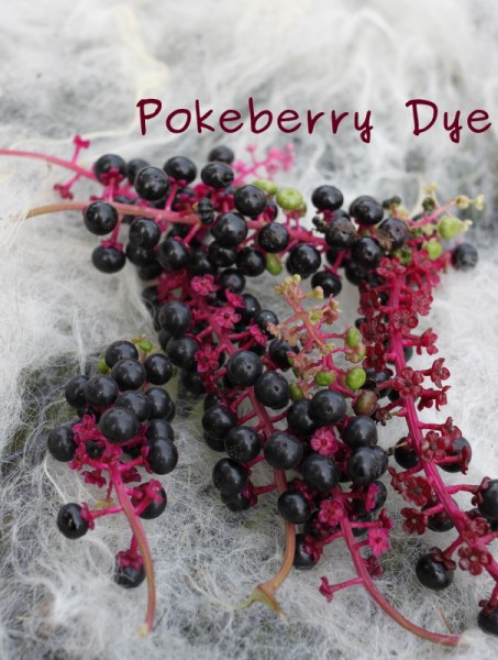 dying wool with pokeberry