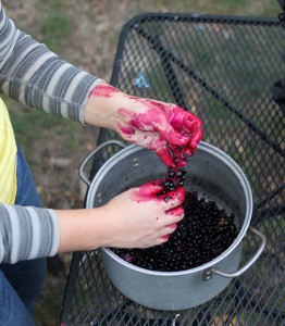 pulling berries off for dye