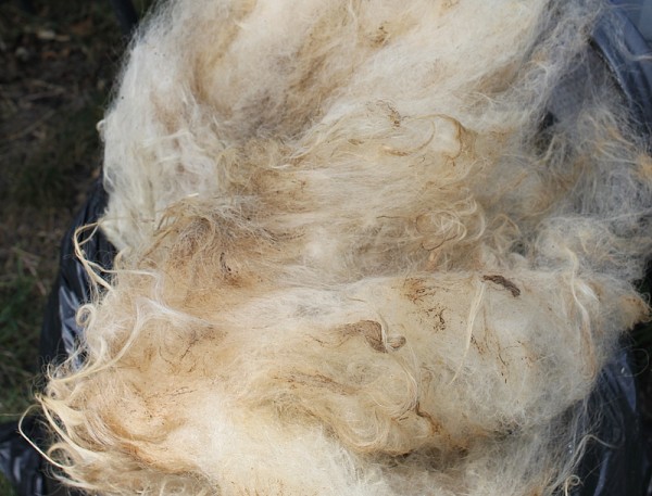 raw dirty wool