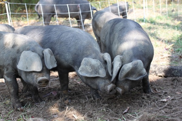 pigs at six buckets farm