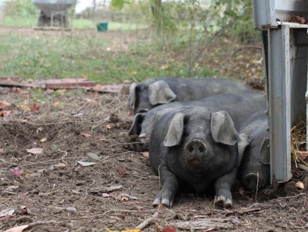 pig pile at six buckets farm