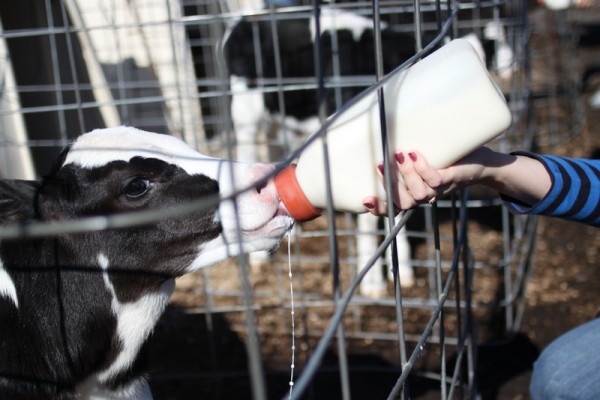 calf drinking milk from bottle