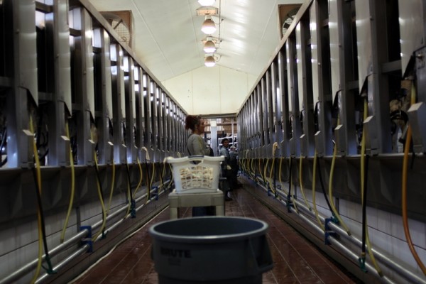 andreas milking parlor