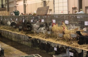poultry for sale