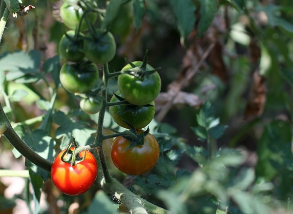 sunny tomato
