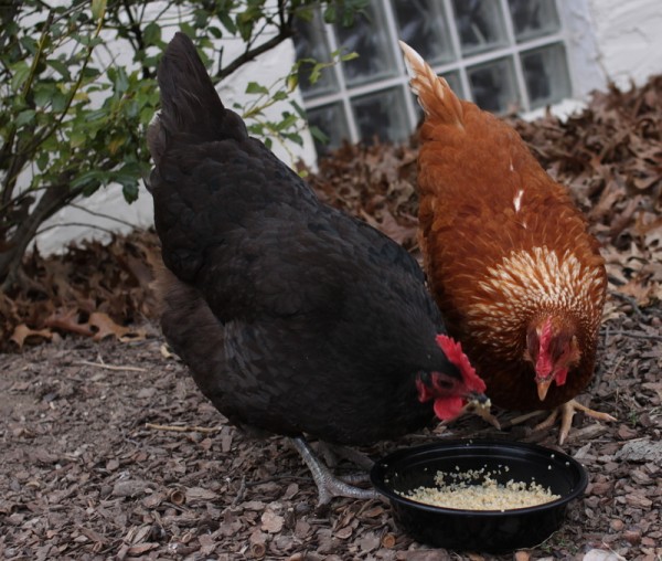 chickens eating warm grain