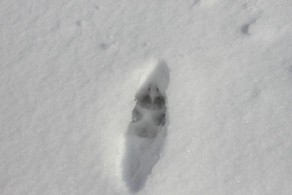 fox footprint in snow