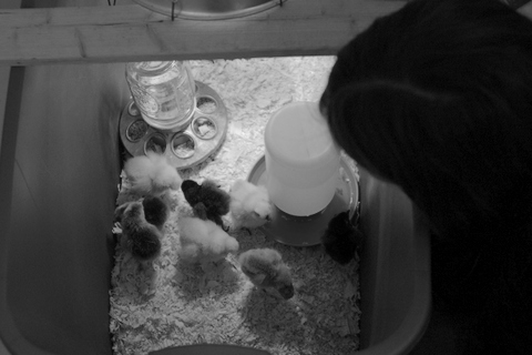 chicks in rubbermaid tub