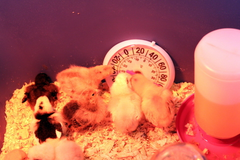 chicks pecking the thermometer