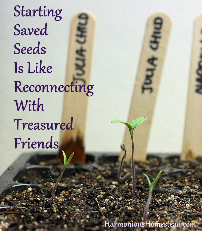 starting saved seeds