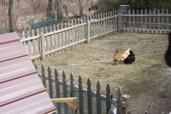 yard with strings for chicken predator protection