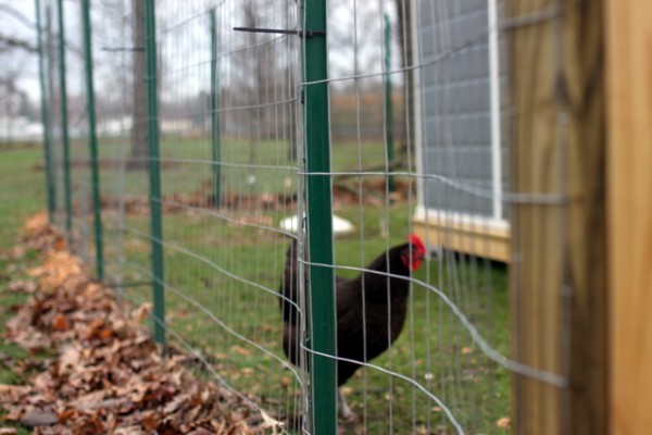 chicken run fencing