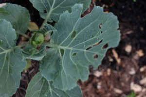 holes on cabbage leaf