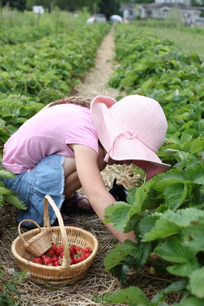 child picking strawberries with stuffed cat