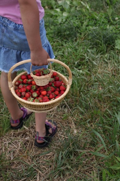 child carrying home basket of berries