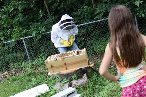 beekeeper showing girl hive