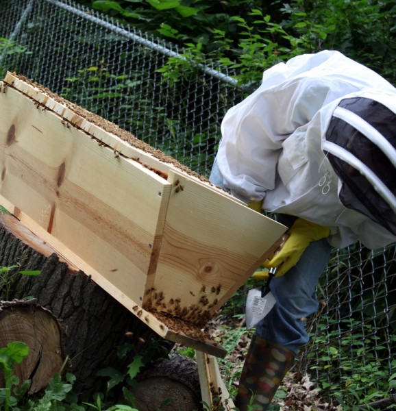 beekeeper looking at washboarding
