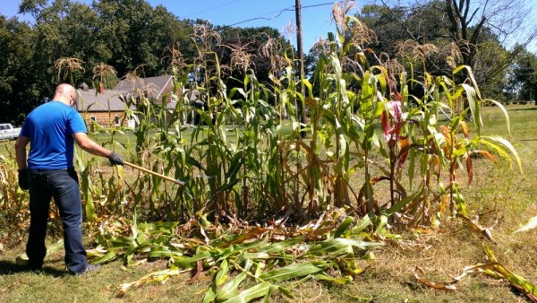cutting down corn stalks