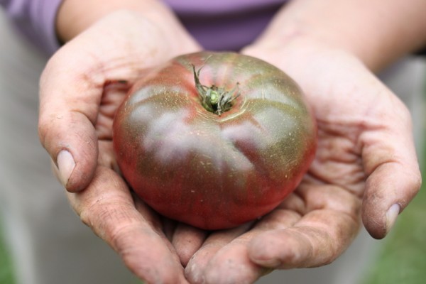 dirty hands holding tomato